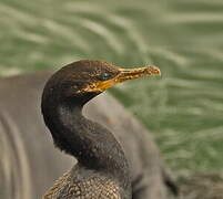 Neotropic Cormorant