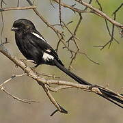 Magpie Shrike