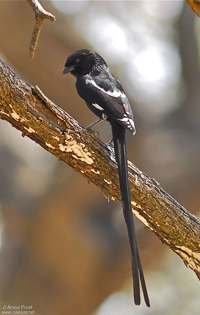 Corvinelle noir et blanc mâle