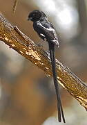 Magpie Shrike