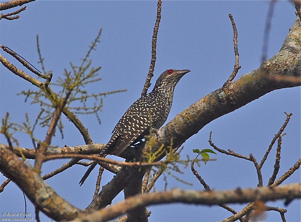 Asian Koel female