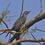 Asian Koel