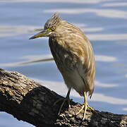 Indian Pond Heron