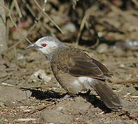 White-rumped Babbler