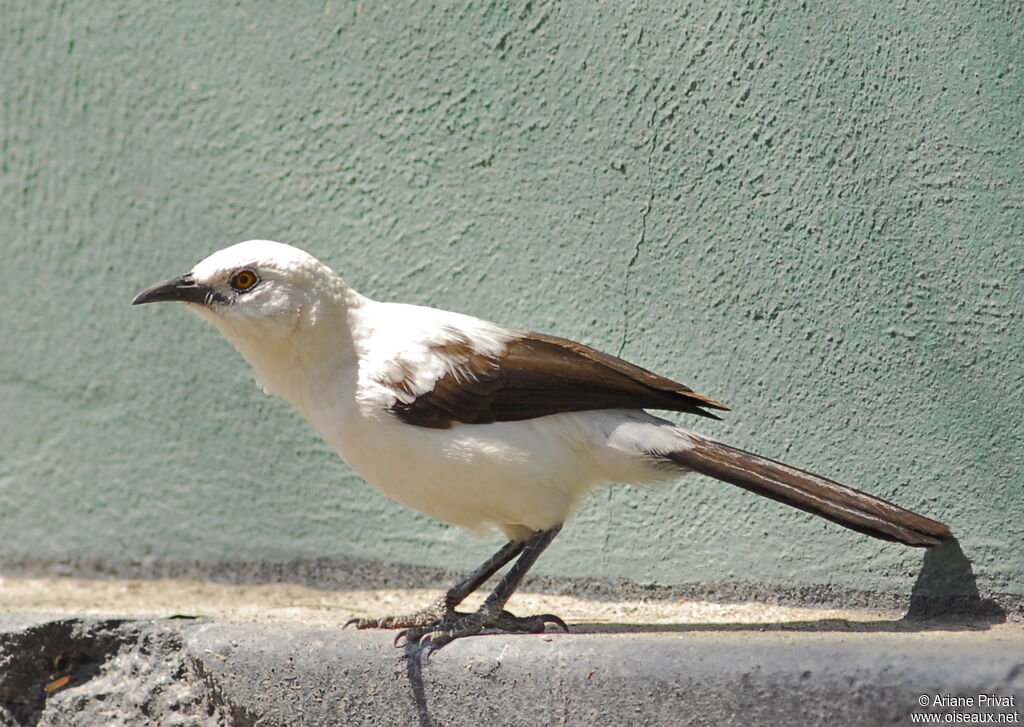 Southern Pied Babbler