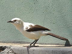 Southern Pied Babbler