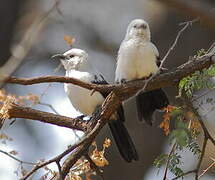 Southern Pied Babbler