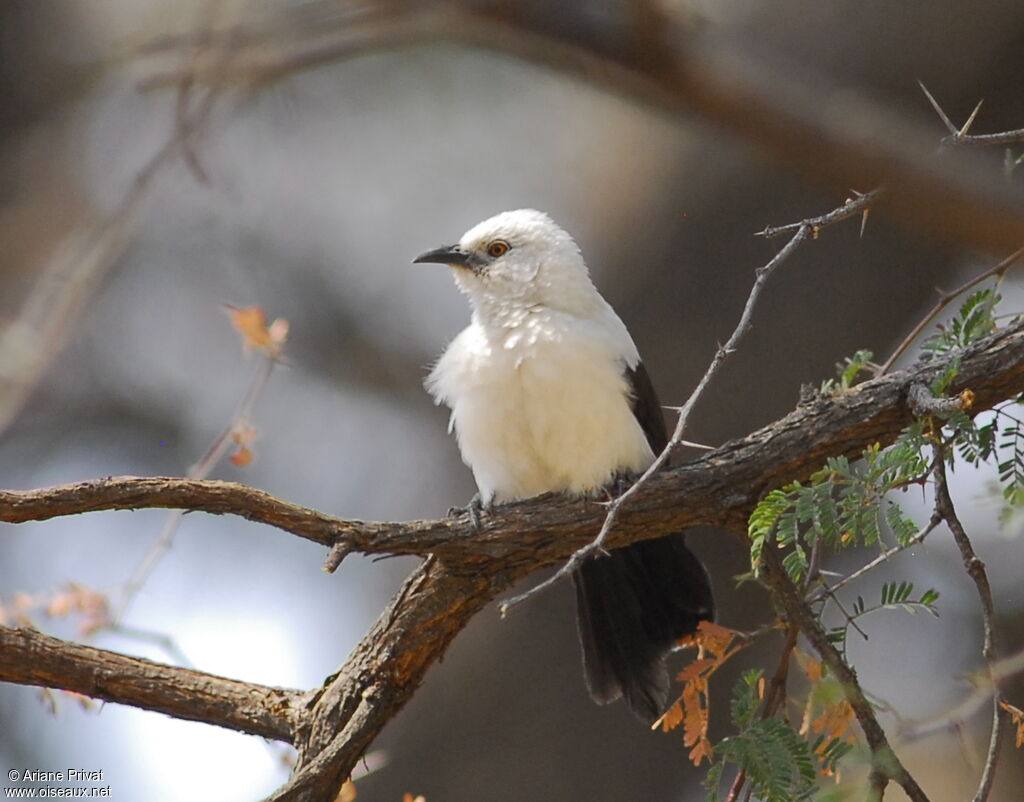 Southern Pied Babbler