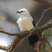 Southern Pied Babbler