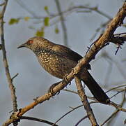 Arrow-marked Babbler