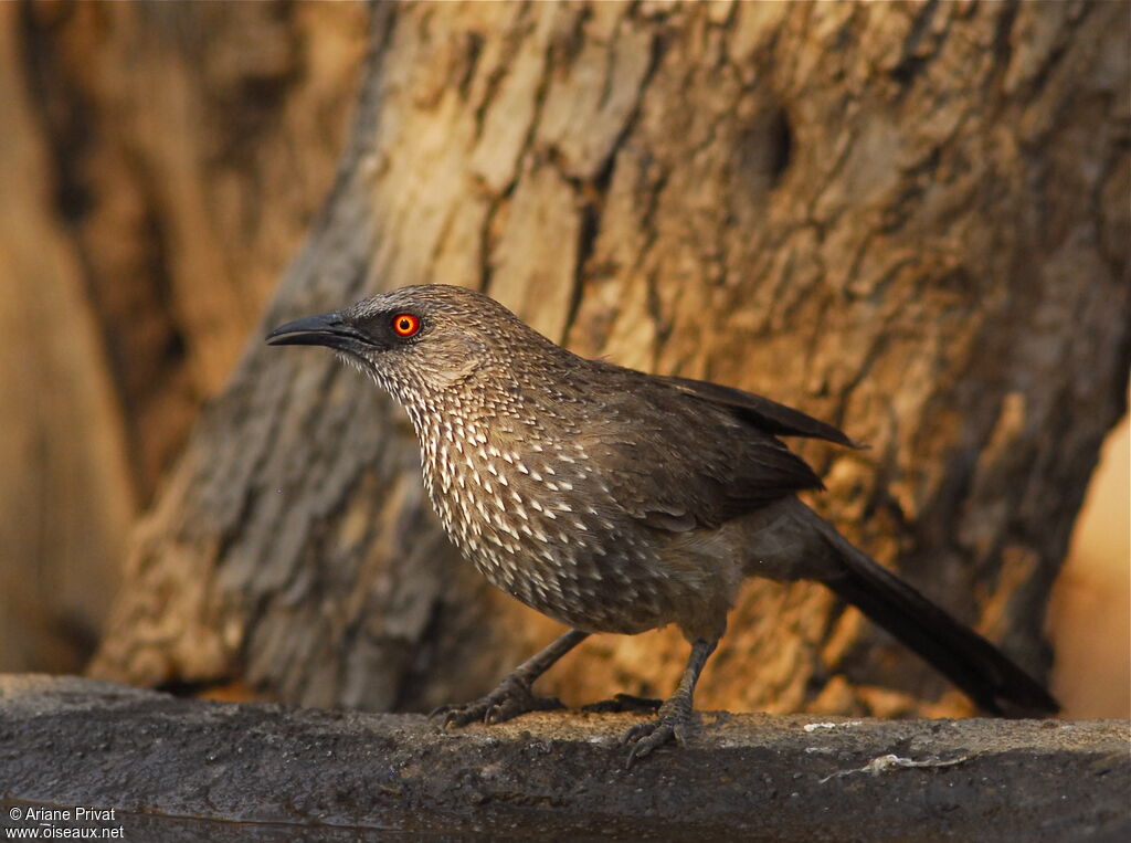 Arrow-marked Babbler