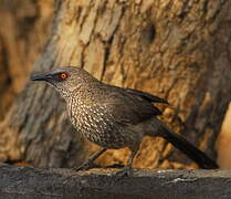 Arrow-marked Babbler