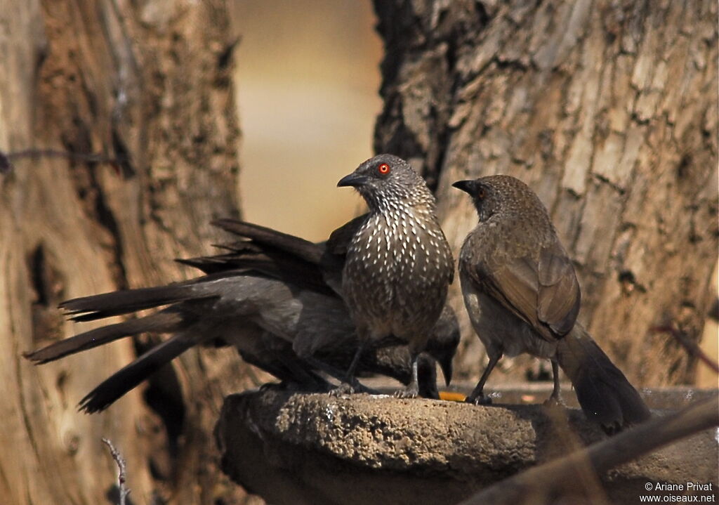 Arrow-marked Babbler