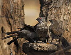 Arrow-marked Babbler