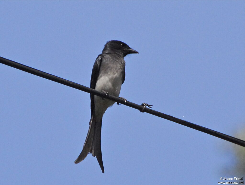 White-bellied Drongo