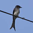 Drongo à ventre blanc