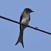 Drongo à ventre blanc