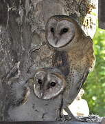 Western Barn Owl