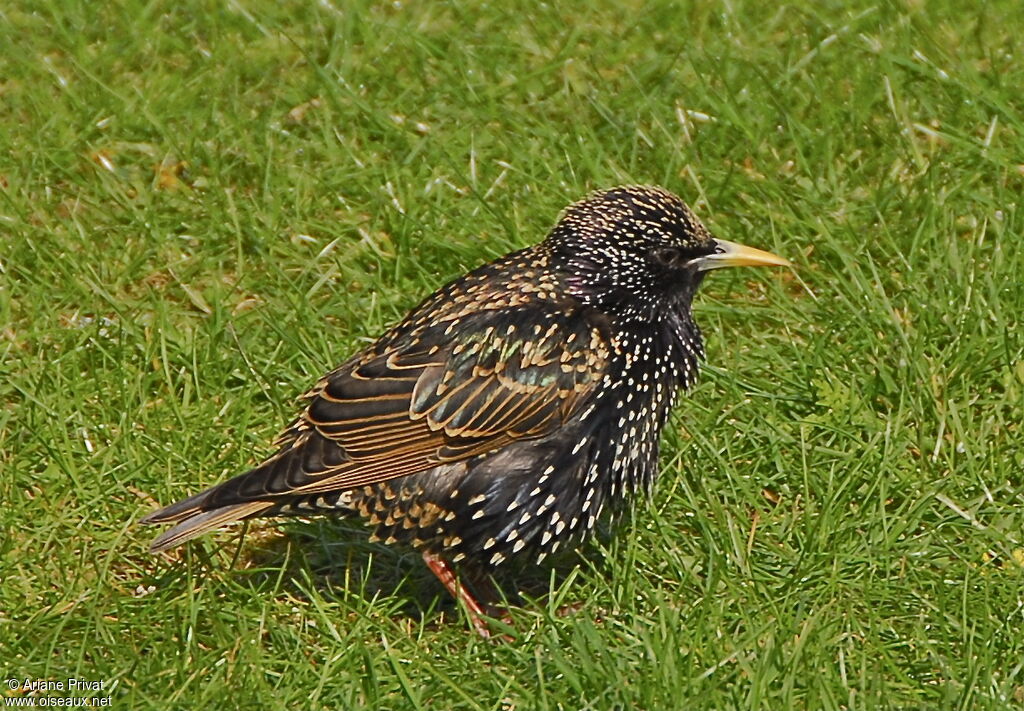 Common Starling