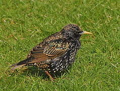 Common Starling