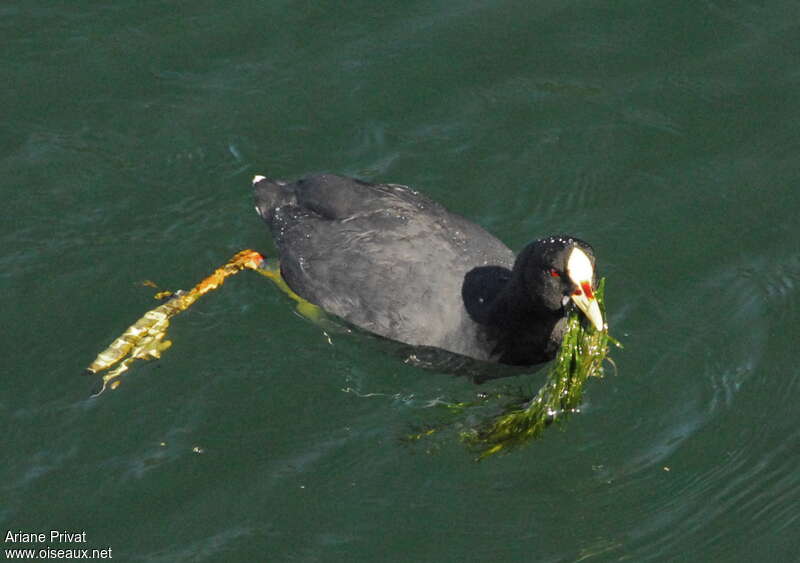 Red-gartered Coot, feeding habits
