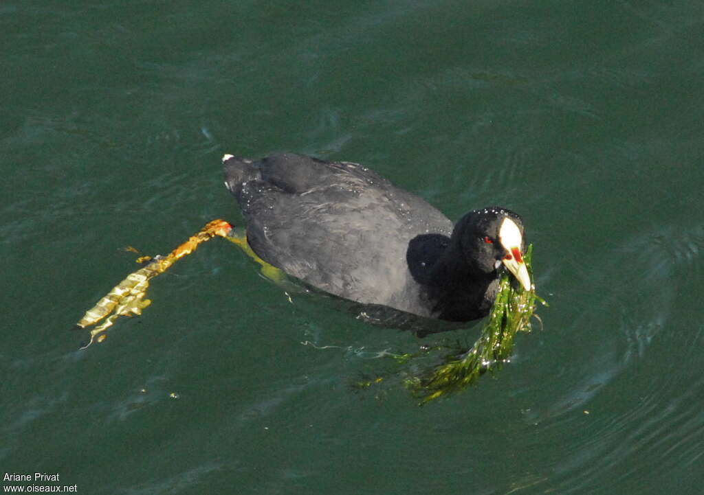 Red-gartered Coot, feeding habits