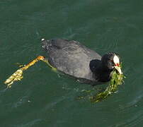 Red-gartered Coot