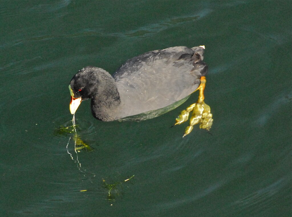 Red-gartered Coot