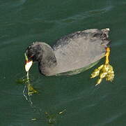 Red-gartered Coot