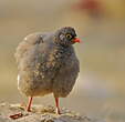 Francolin à bec rouge