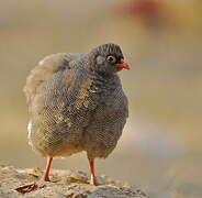 Red-billed Spurfowl