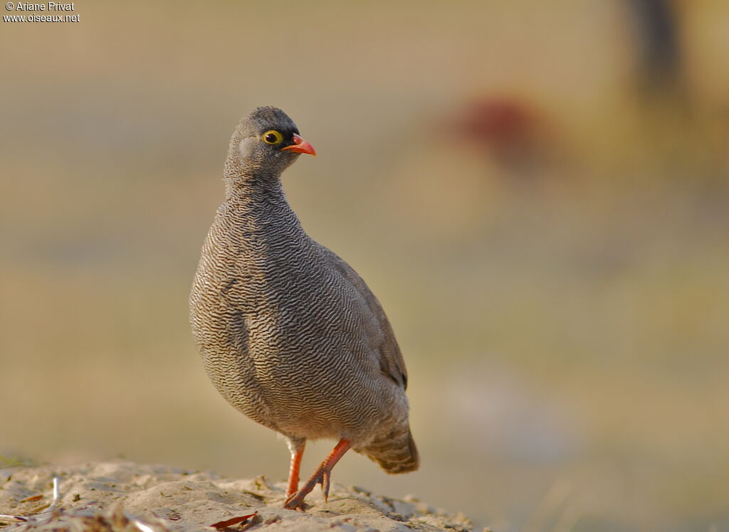 Francolin à bec rouge