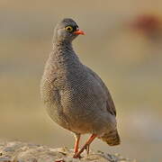 Francolin à bec rouge