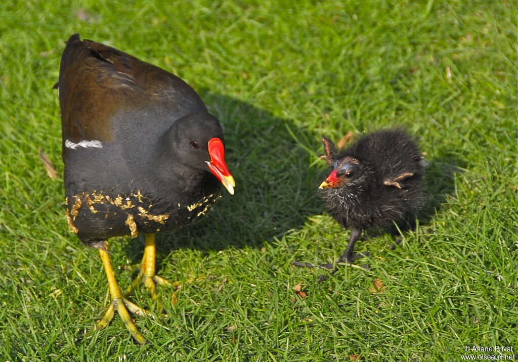 Common Moorhen