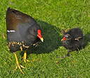 Gallinule poule-d'eau