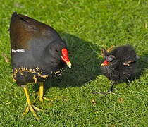 Common Moorhen