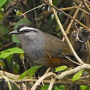 Palani Laughingthrush