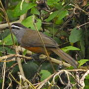 Palani Laughingthrush