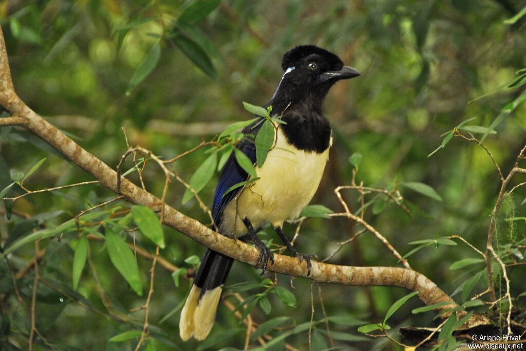 Plush-crested Jayjuvenile