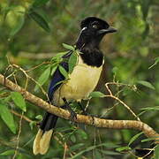 Plush-crested Jay