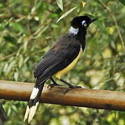 Plush-crested Jay