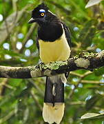 Plush-crested Jay