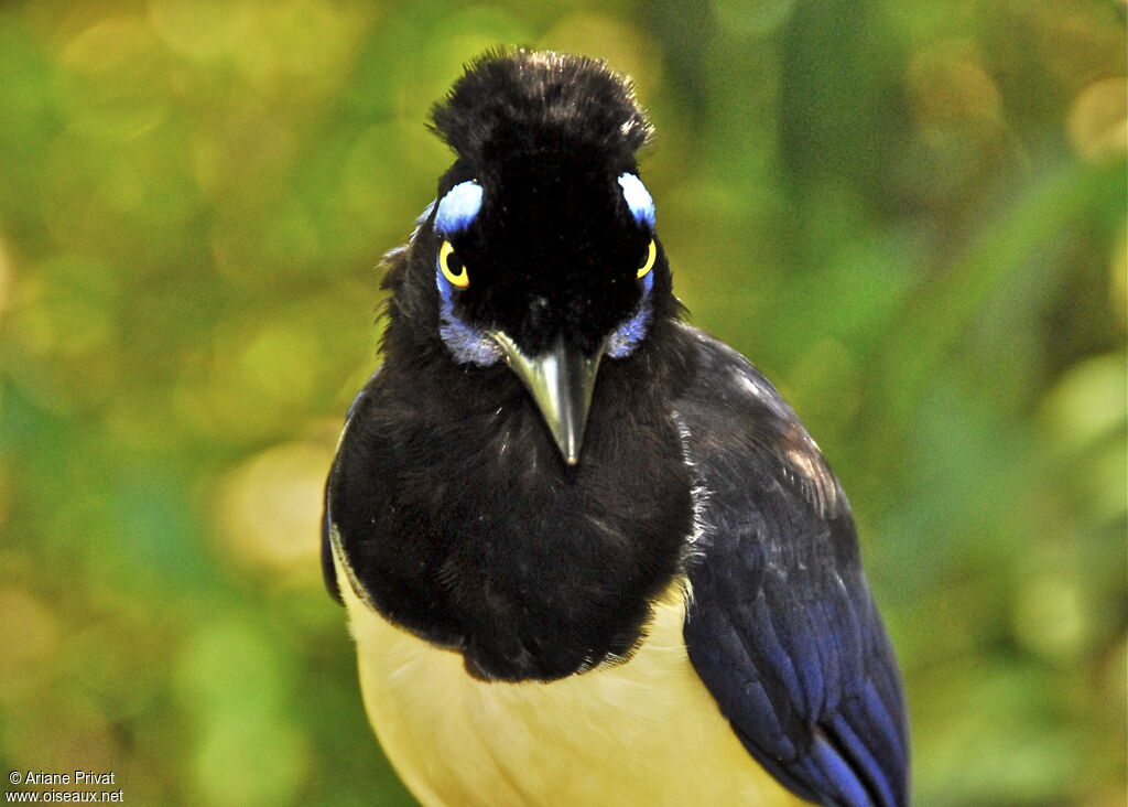 Plush-crested Jay