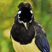 Plush-crested Jay