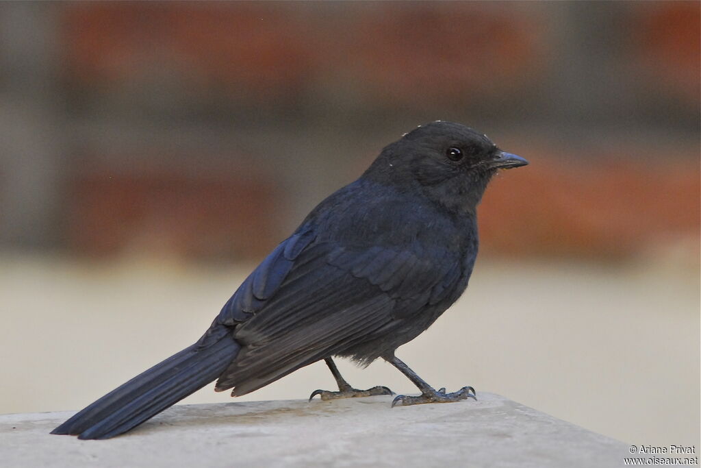 Northern Black Flycatcher