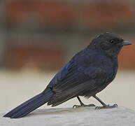 Northern Black Flycatcher