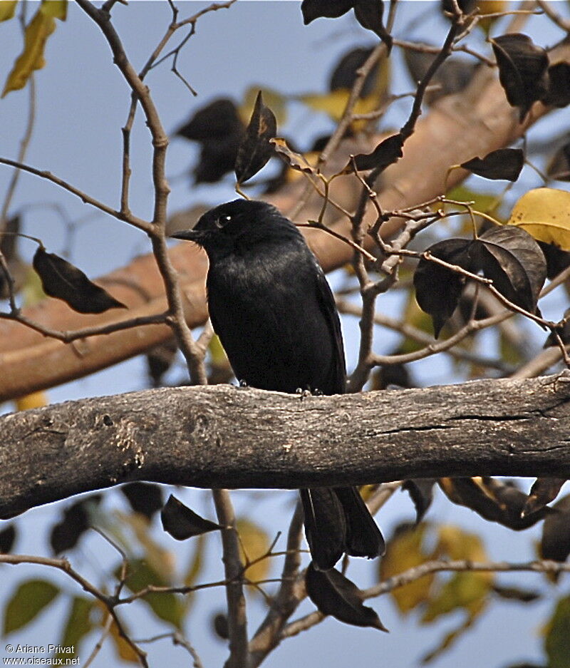 Southern Black Flycatcher