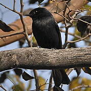 Southern Black Flycatcher