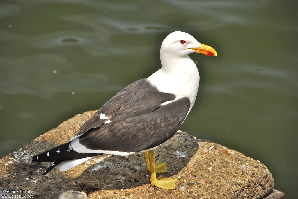 Kelp Gull