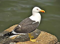 Kelp Gull